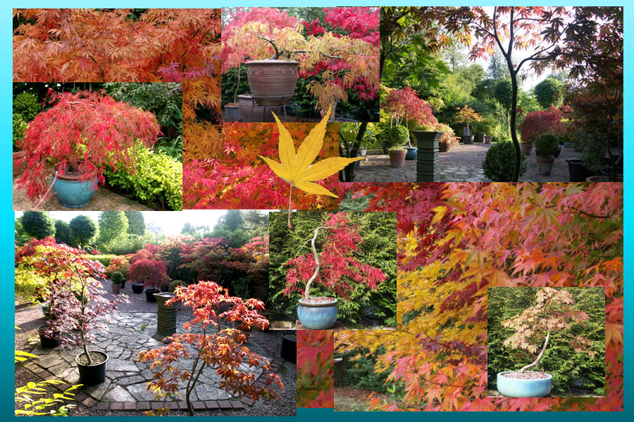 japanese maple collection